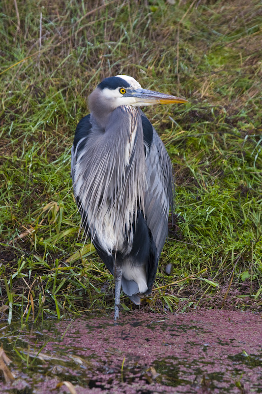 Great Blue Heron Reflected In Water